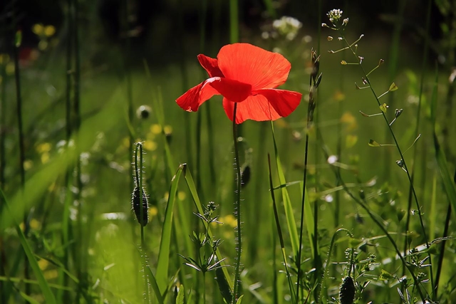 Photo of poppies in a field